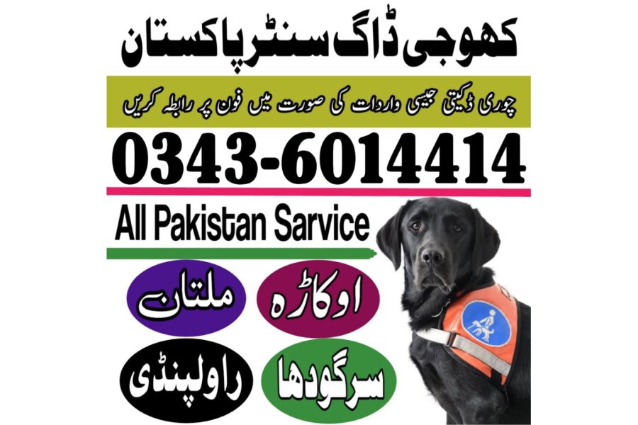 وہاڑی میں کھوجی کتا | کھوجی کتا رابطہ نمبر 0343-6014414