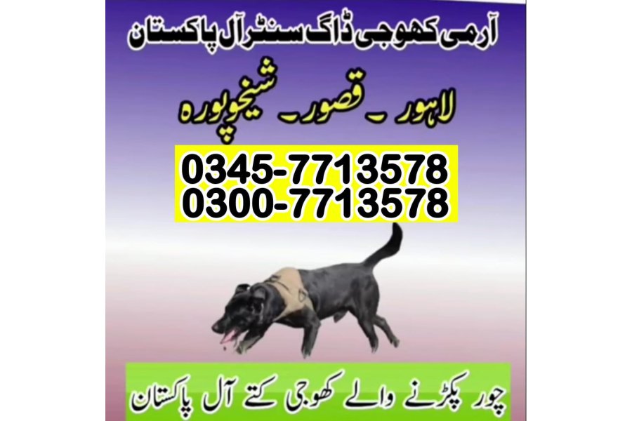 شیخوپورہ میں کھوجی کتا | کھوجی کتا رابطہ نمبر 0343-6014414