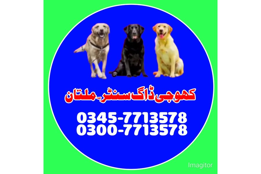 ملتان میں کھوجی کتا | کھوجی کتا رابطہ نمبر 0343-6014414