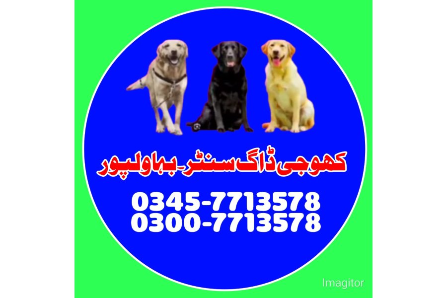 بہاولپور میں کتے کی تلاش | کھوجی کتا رابطہ نمبر 0343-6014414