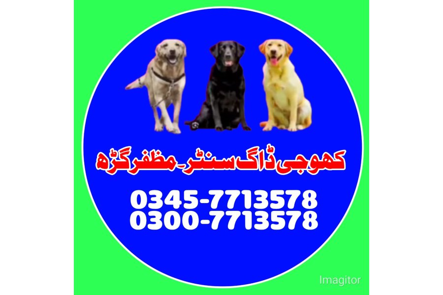 Khoji dog in Muzaffargarh | khoji dog contact number 0343-6014414