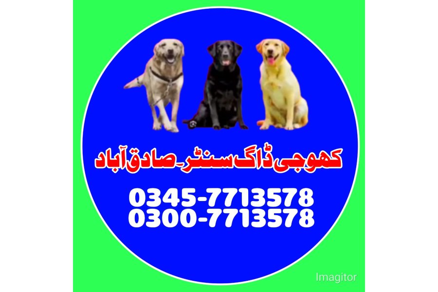 صادق آباد میں کھوجی کتا | کھوجی کتا رابطہ نمبر 0343-6014414