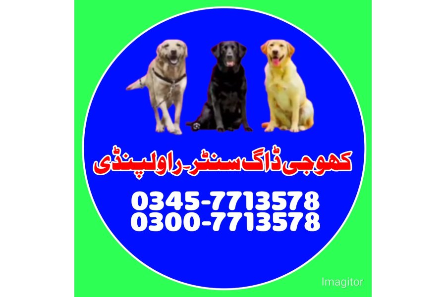 راولپنڈی میں کھوجی کتا | کھوجی کتا رابطہ نمبر 0343-6014414