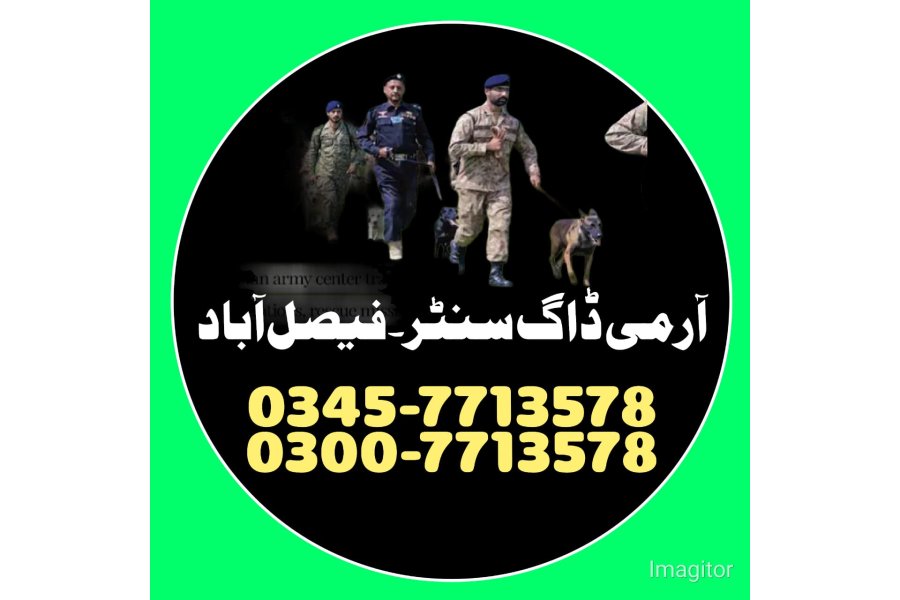 رحیم یار خان میں کتے کی تلاش | کھوجی کتا رابطہ نمبر 0343-6014414