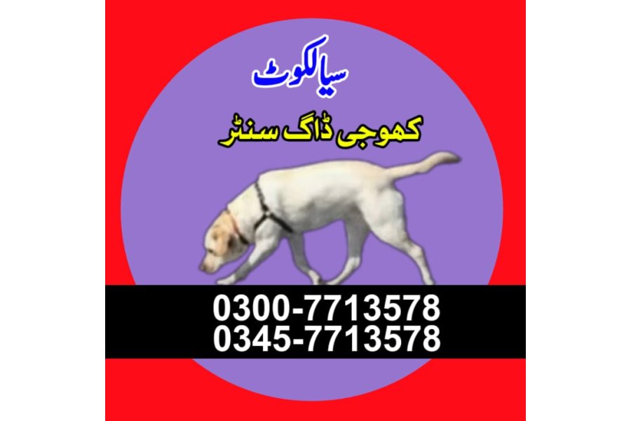سیالکوٹ میں کھوجی کتا | کھوجی کتا رابطہ نمبر 0343-6014414