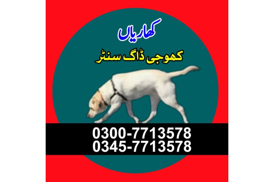 کھاریاں میں کھوجی کتا | کھوجی کتا رابطہ نمبر 0343-6014414