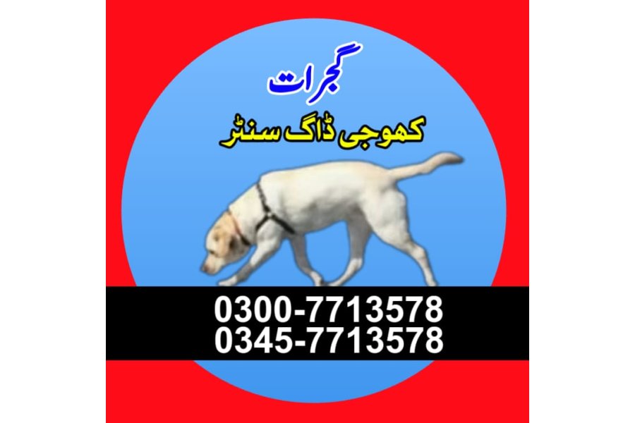 Khoji dog in Gujrat | khoji dog contact number 0343-6014414