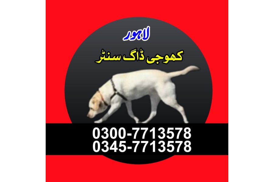 کھوجی کتا لاہور - کھوجی کتا رابطہ نمبر 0343-6014414