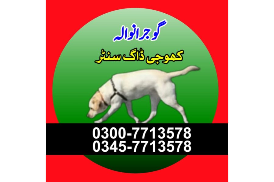 Khoji dog in Gujranwala | khoji dog contact number 0343-6014414