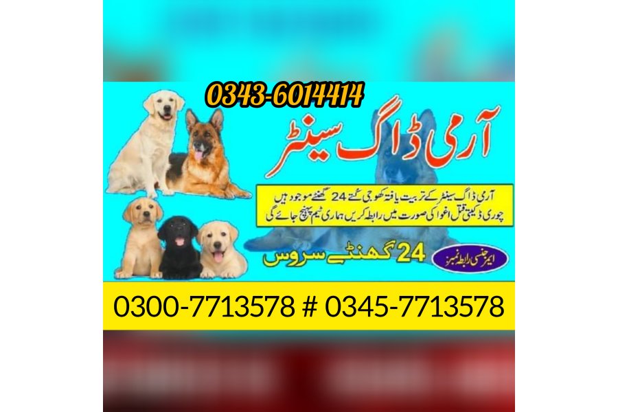 تونسہ میں کتے کی تلاش | کھوجی کتا رابطہ نمبر 0343-6014414