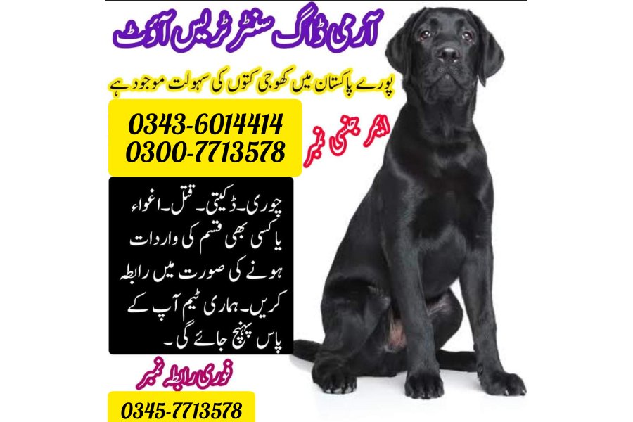 Khoji dog in Hyderabad | khoji dog contact number 0343-6014414