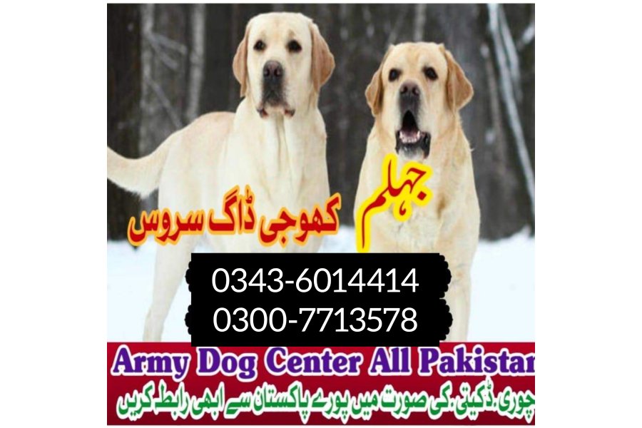 جہلم میں کھوجی کتا | کھوجی کتا رابطہ نمبر 0343-6014414