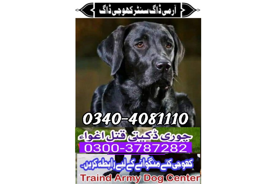 Army Dog Center Sheikupura  03404081110