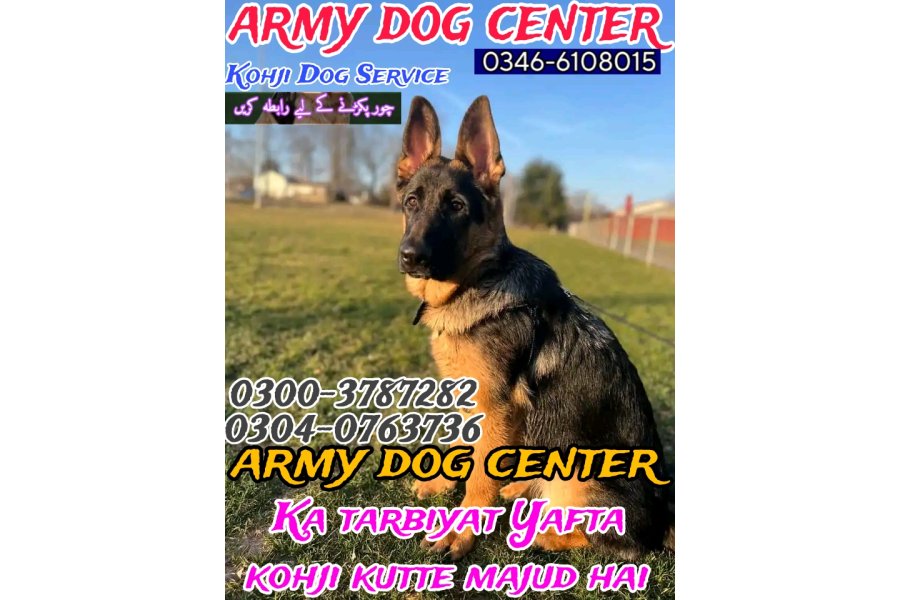 آرمی ڈاگ سنٹر سمندری فیصل آباد 0346-6108015