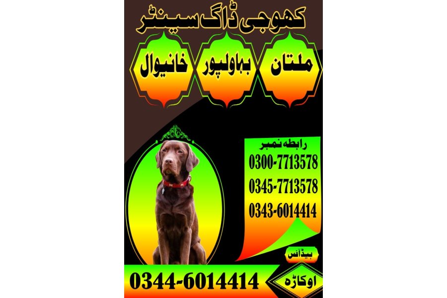 خانیوال میں کھوجی کتا | کھوجی کتا رابطہ نمبر 0343-6014414