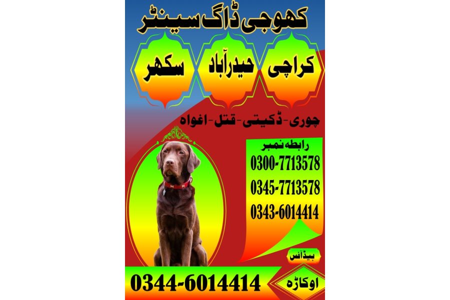 کراچی میں کھوجی کتا | کھوجی کتا رابطہ نمبر 0343-6014414