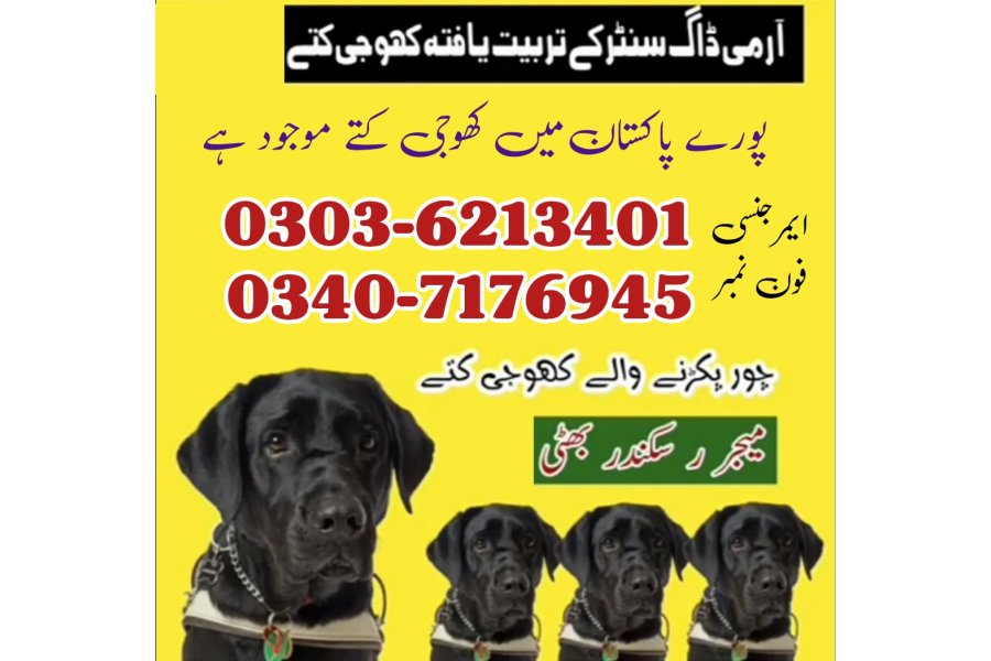 Army Dog In Jhelum 03036213401 Khoji Dog In Jhelum | Khoji Kutta