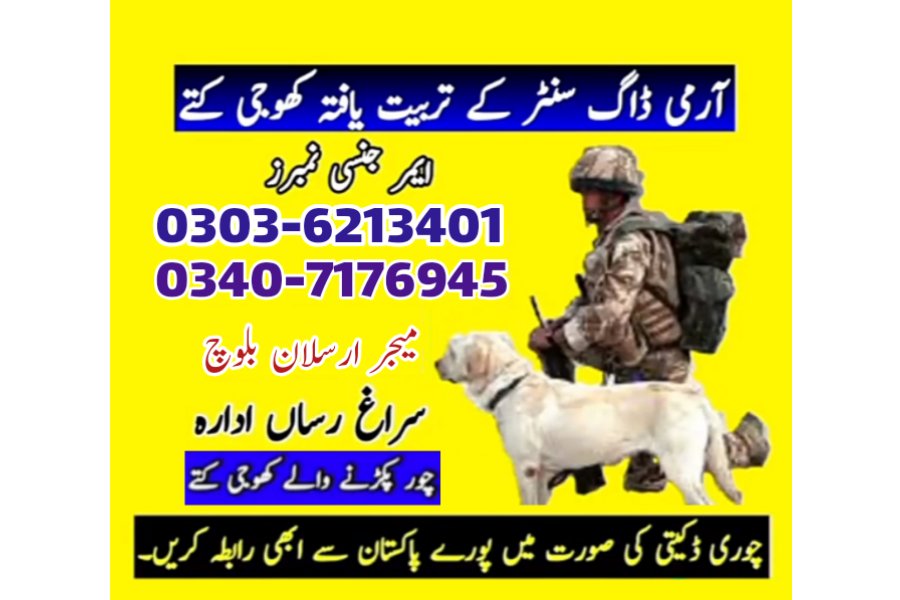 ملتان کینٹ میں کھوجی کتا 03036213401 | کھوجی کٹہ ملتان ڈاگ سنٹر