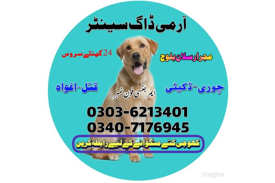 Army Dog In Pindi Bhattian 03036213401 | Khoji Dog In PindiBhattian