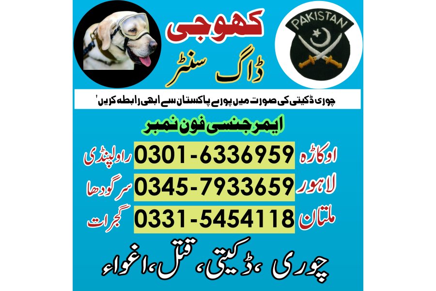 Khoji Dog in Sialkot Narowal (03005454118)