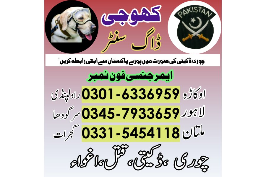 Khoji Dog in Gujranwala (03005454118)