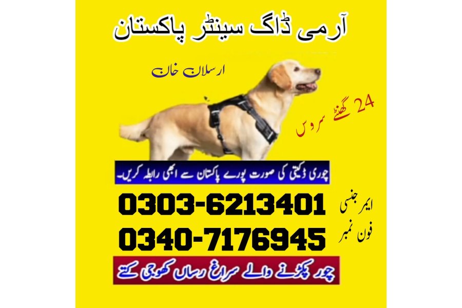 Army Dog In Jhang 03036213401 | Khoji Dog In Jhang | Khoji Kutta Jhang