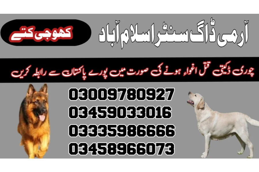 آرمی ڈاگ سنٹر اسلام آباد 03458966073 (سنفنگ ڈاگس)