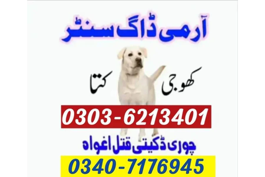 آرمی ڈاگ سنٹر پاکستان 03036213401 | پاکستان میں کھوجی کتا | کتے