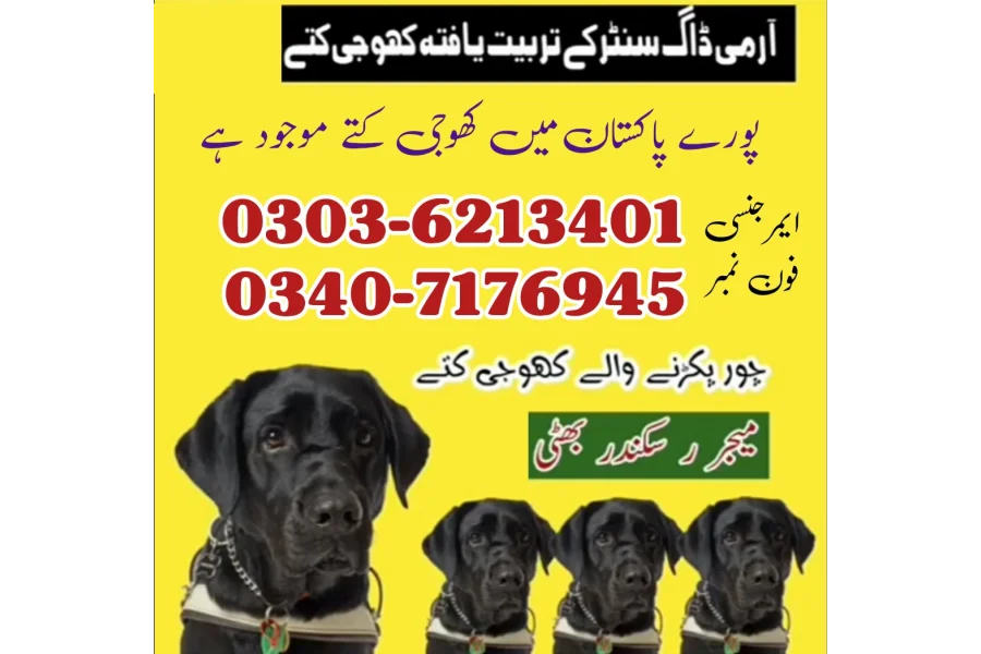 Army Dog Center Mardan 03036213401 | Khoji Dog In Mardan | Khoji Kutty