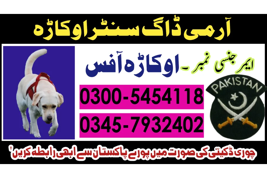 اوکاڑہ میں کھوجی کتا 03005454118! کھوجی کٹہ سروس اوکاڑہ