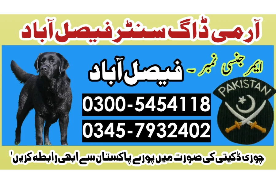 Khoji Dog in Faisalabad 03005454118 ! Khoji kutta Contact Number