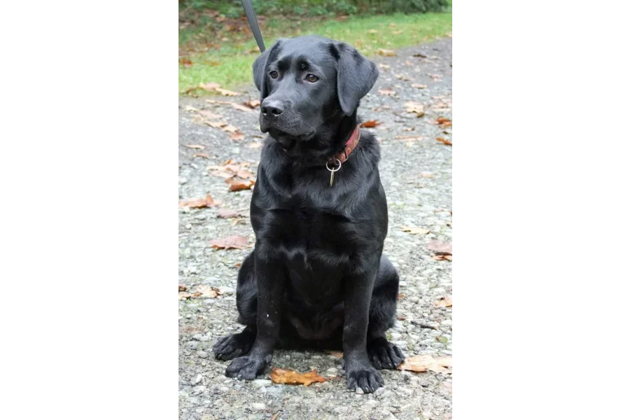 آرمی ڈاگ سینٹر میٹریس 03457523314