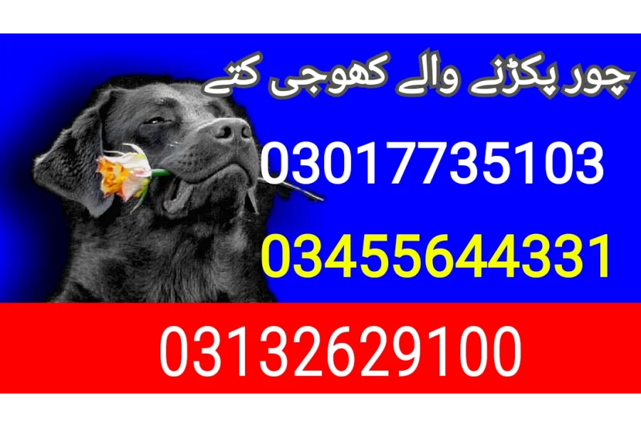 آرمی ڈاگ سنٹر اوکاڑہ 03017735103