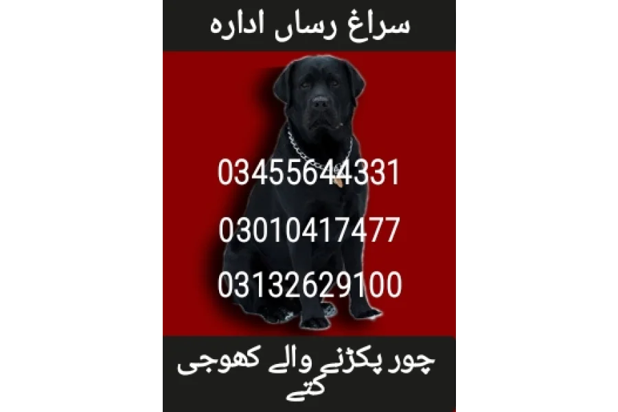 آرمی ڈاگ سنٹر کشمیر 03455644331