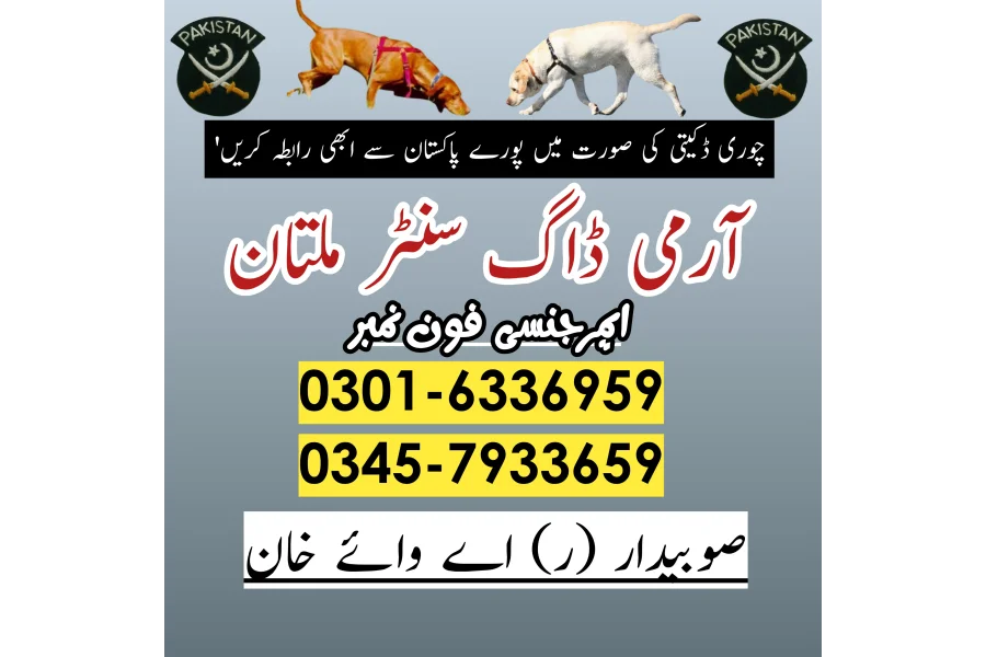 Khoji kutty Multan 03005454118 ! Khoji Dog Center Multan