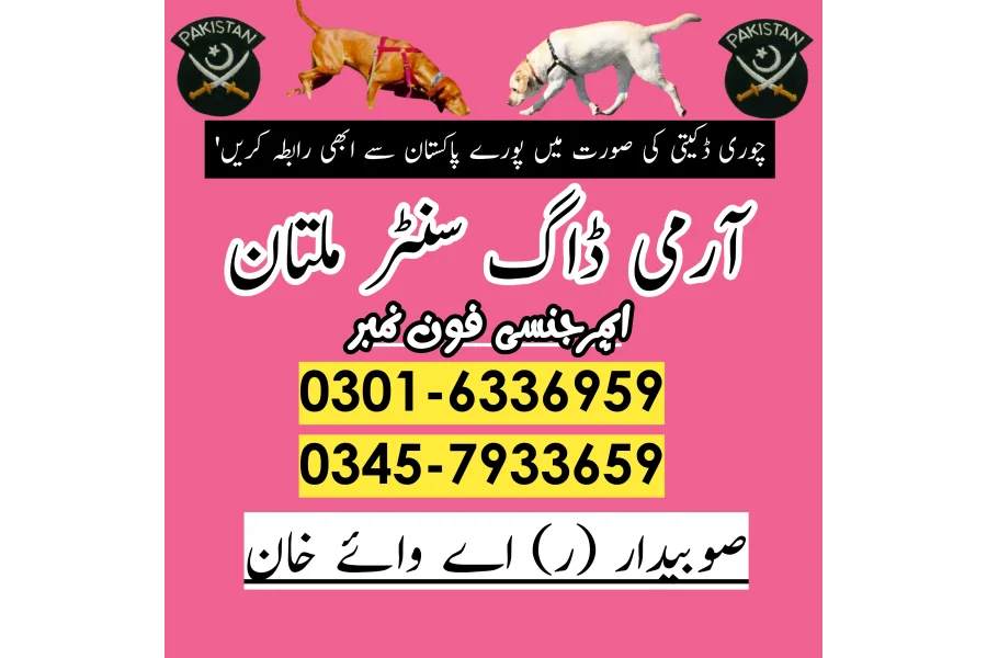 Khoji Dog in Layyah 03005454118 ! Khoji kutte