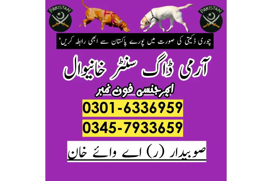 خانیوال میں کھوجی کتا 03005454118 | کتا