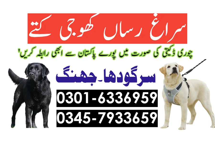 جھنگ میں کھوجی کتا 03005454118! کھوجی کٹی۔