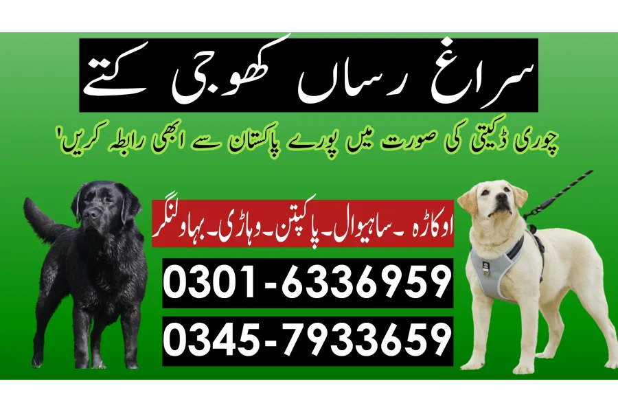 Khoji Dog in Bahawalnagar 03005454118 ! Khoji kutte
