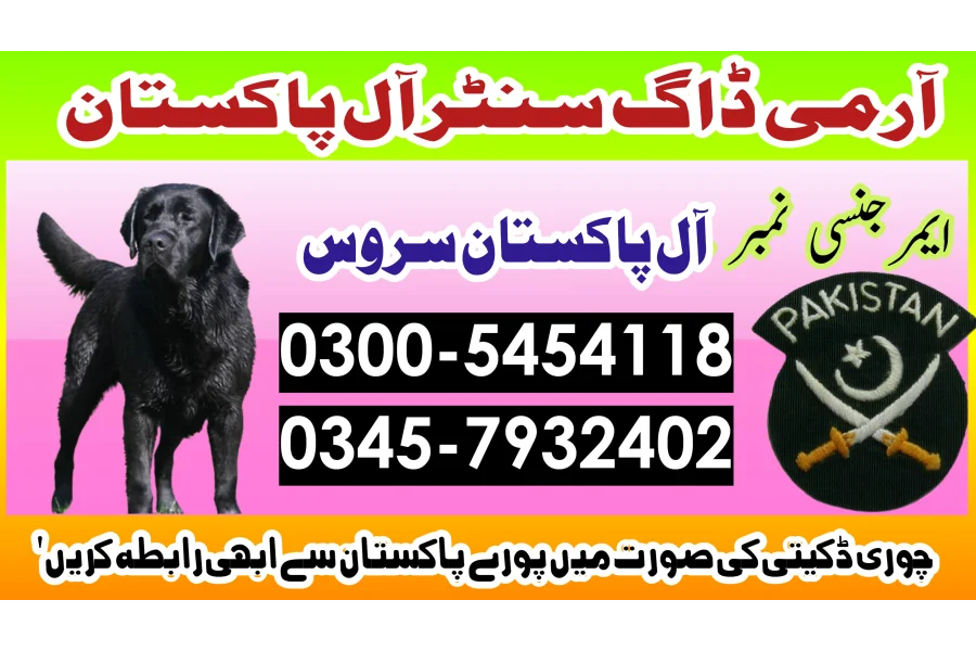 Khoji Dog in Mirpur khas 03005454118 ! Khoji kutta sindh