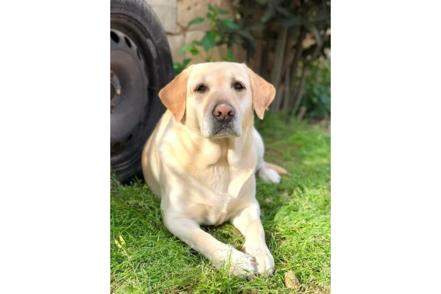 Army dog center kohat 0340-4081110
