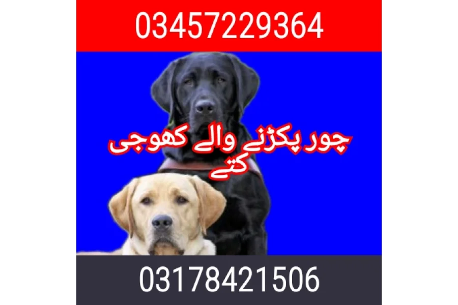 Army dog center jandala 03457229364