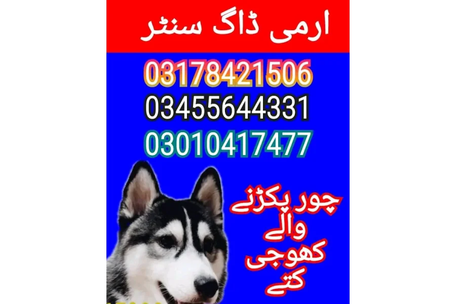 Army dog center bannu 03178421506