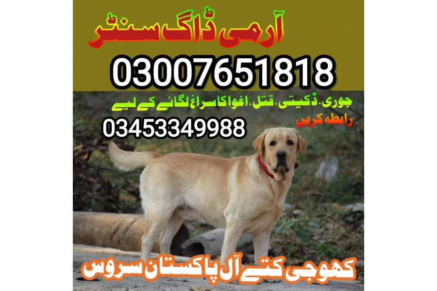 Army Dog Center 03007651818 / کھوجی کتے