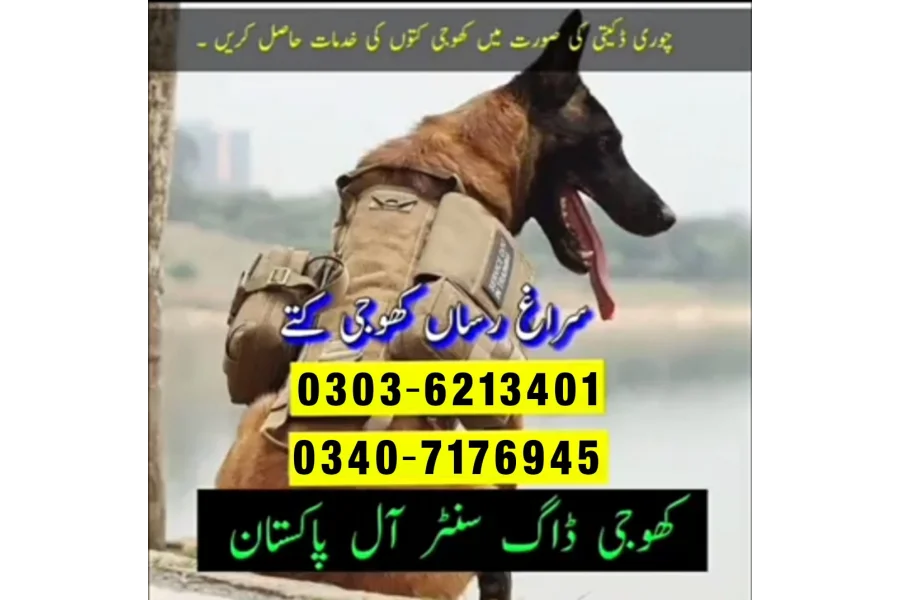 فیصل آباد میں فوج کا کتا 03036213401 | فیصل آباد میں کھوجی کتا