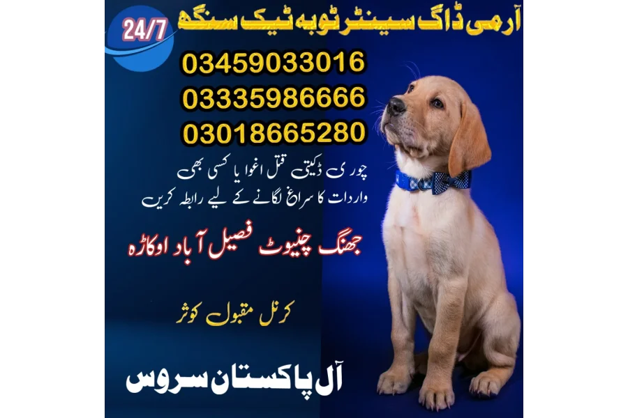 آرمی ڈاگ سنٹر ٹوبہ ٹیک سنگھ 03005373788 (سرچ انسٹی ٹیوٹ ایجنسی