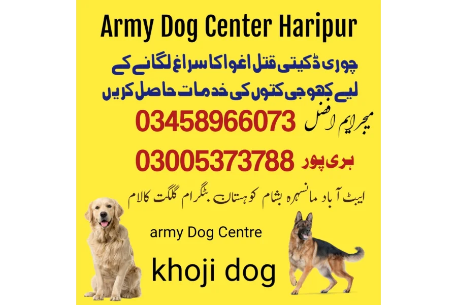 آرمی ڈاگ سنٹر ہری پور 03335986666 (کھوسی کتے)