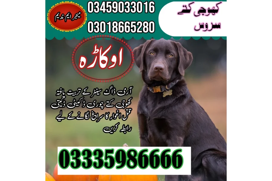 Army Dog Center okara 03018665280(sniffing dogs