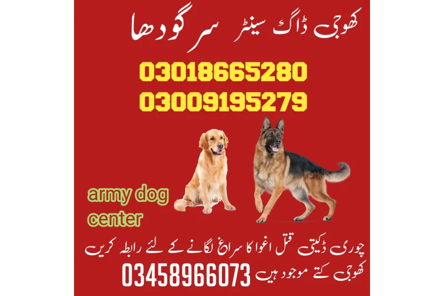 Army dog center sargodha 03005373788 khoji dog center sargodha