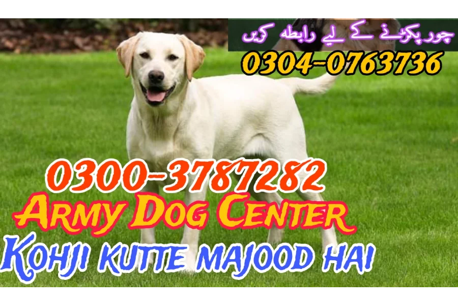 آرمی ڈاگ سینٹر میٹریس 0304-0763736